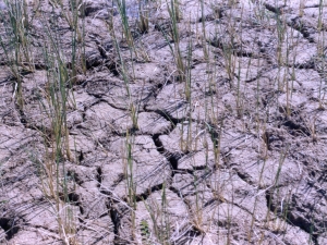 Drought Case Study - India