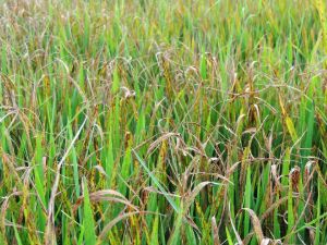 Rice Case Study- Africa